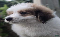 Mini Bernedoodle dogs for sale: Bubba - Image 14