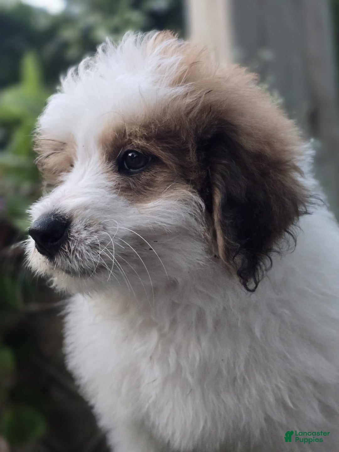 Mini Bernedoodle dogs for sale: Bubba - Image 14