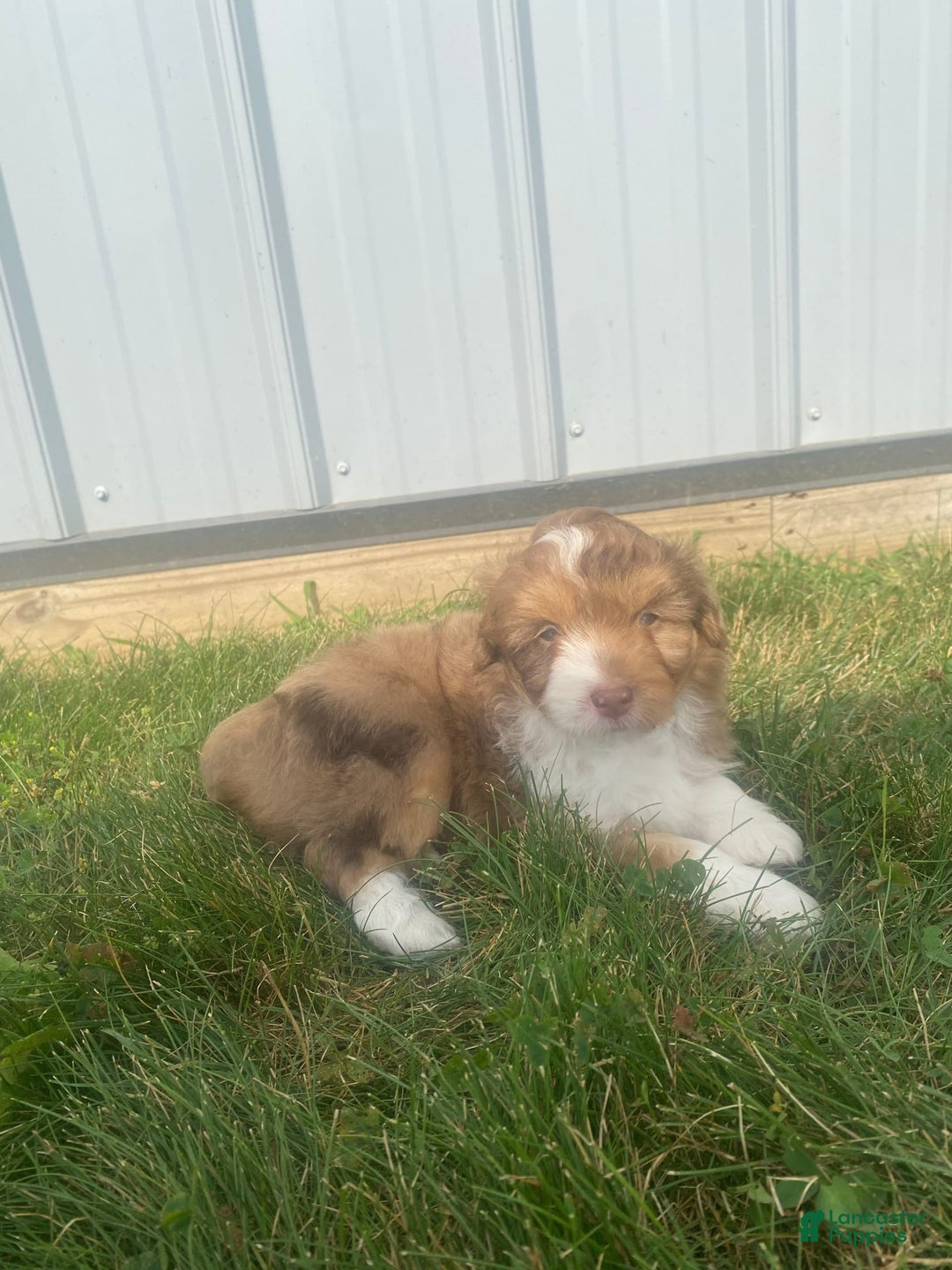 Mini Aussiedoodle dogs for sale: Bandit - Image 7