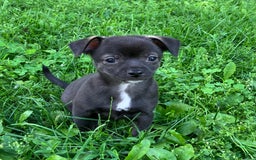 Chihuahua dogs for sale: Django - Image 1
