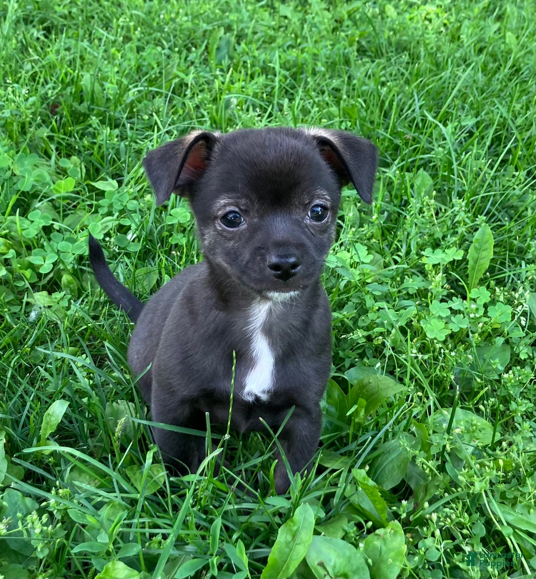 Chihuahua dogs for sale: Django - Image 1