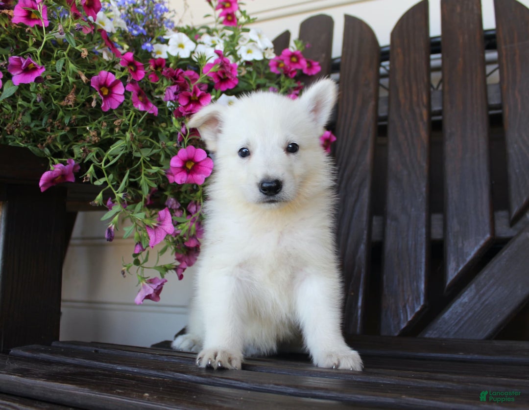 German Shepherd dogs for sale: Jordan - Image 1