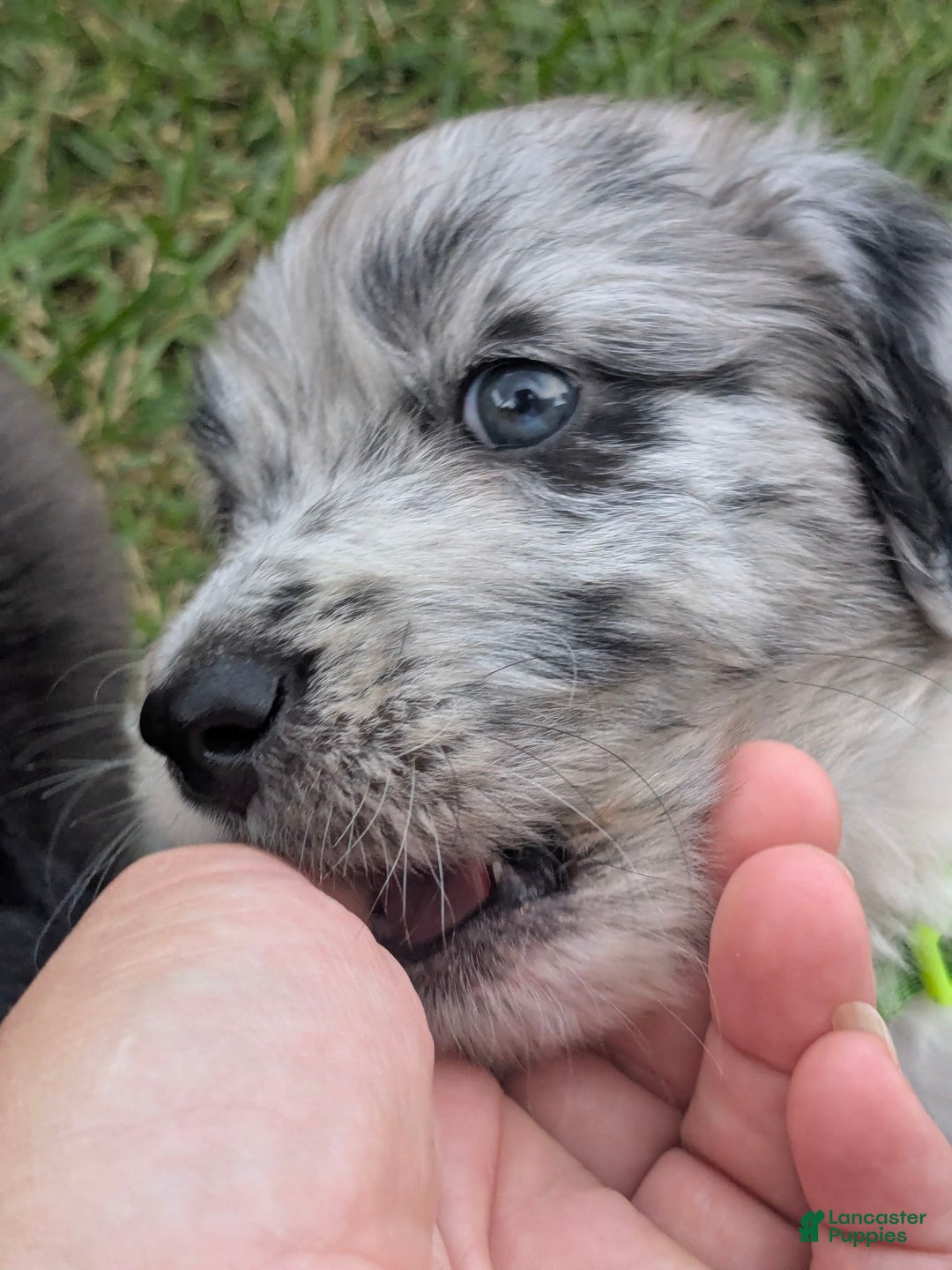 Newfypoo dogs for sale: Lime Green Boy - Image 5