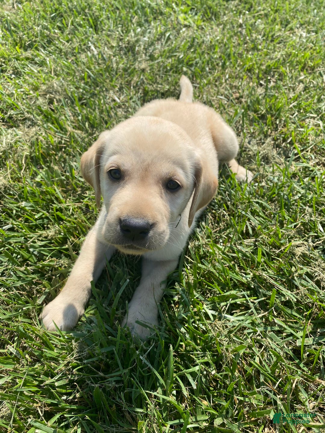 Labrador Retriever dogs for sale: Malachi - Image 2