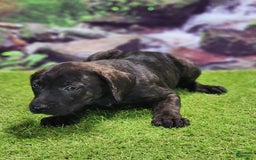 Catahoula Leopard Dog dogs for sale: Jesse 2025 Female 2 - Image 9
