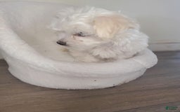 Maltese dogs for sale: Pepe - Image 14