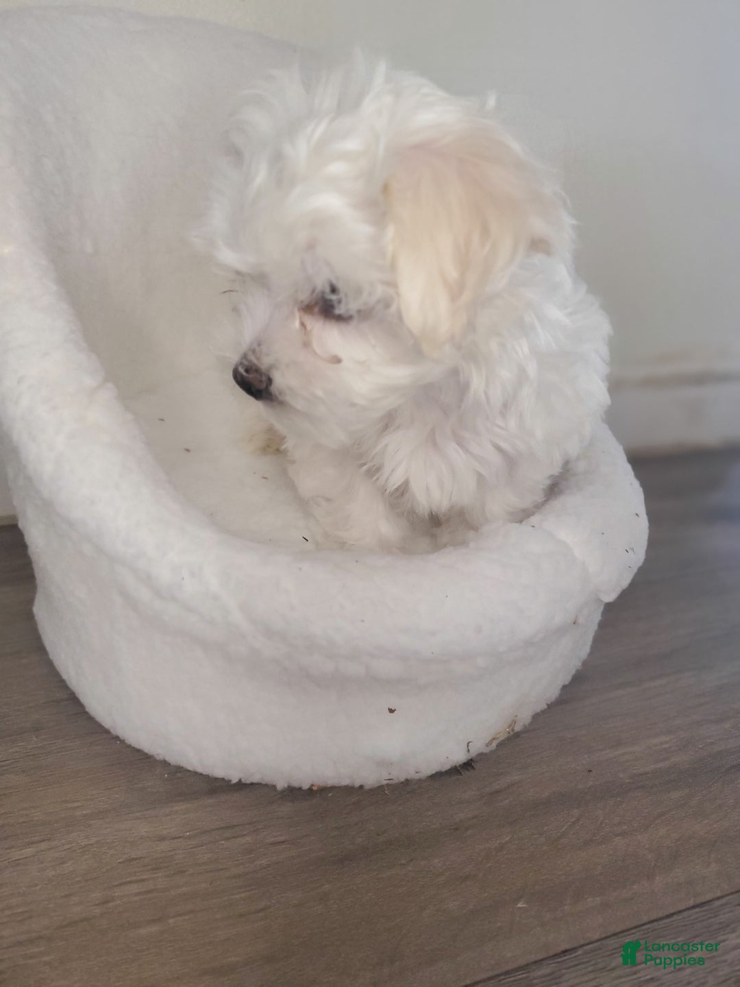 Maltese dogs for sale: Pepe - Image 14
