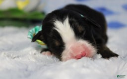 Bernese Mountain Dog dogs for sale: Cherrio - Image 17