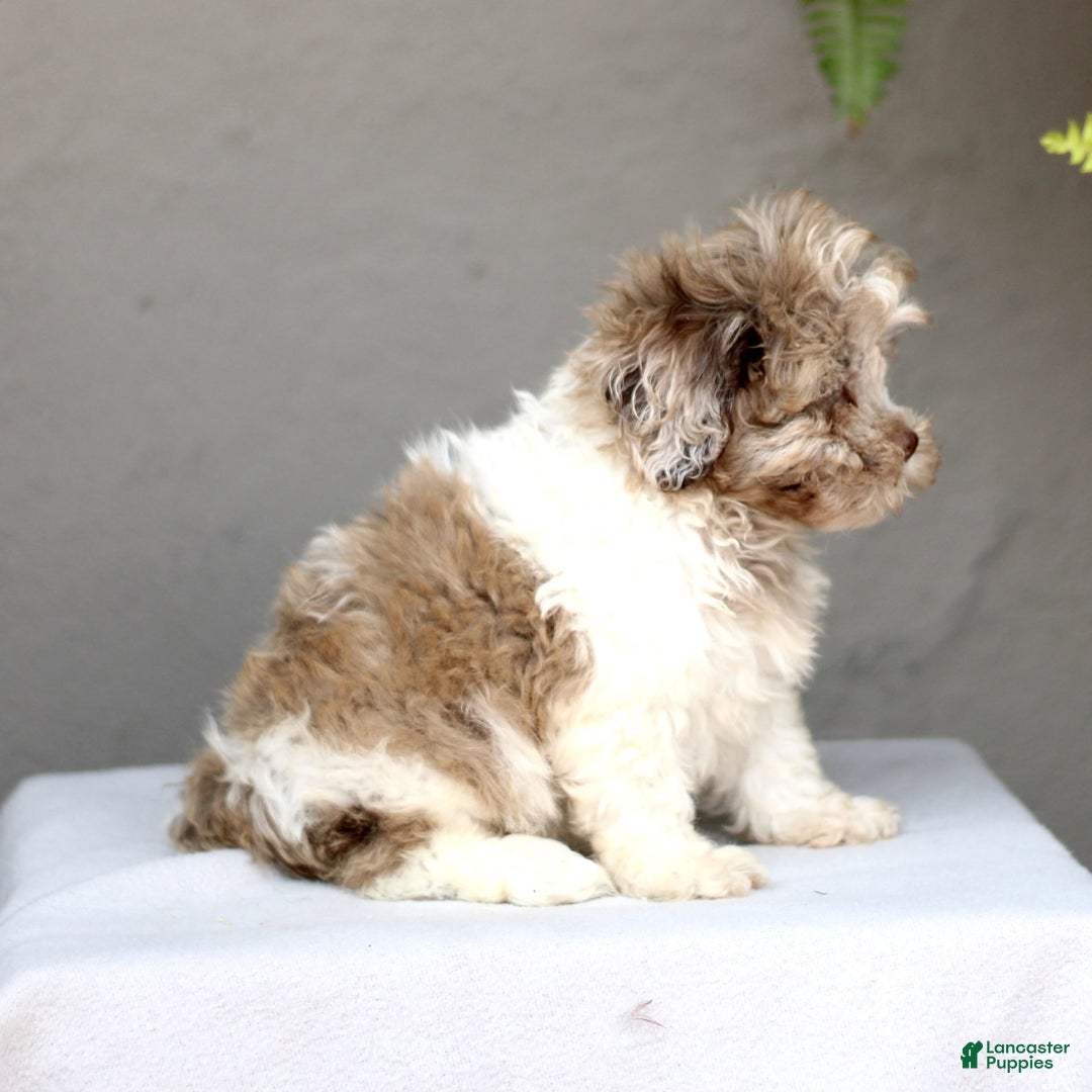 Shihpoo dogs for sale: Daryl - Image 3