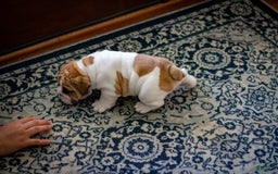 English Bulldog dogs for sale: Rudy - Image 7