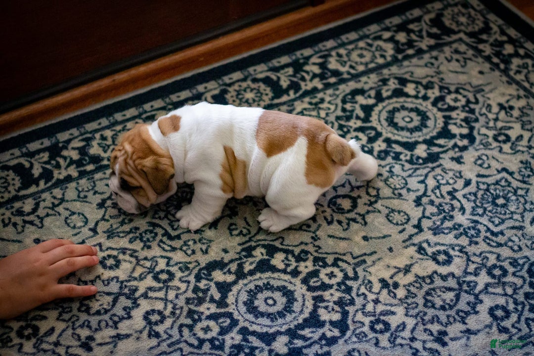 English Bulldog dogs for sale: Rudy - Image 7