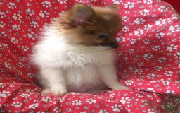 Pomeranian dogs for sale: Bebo - Image 1