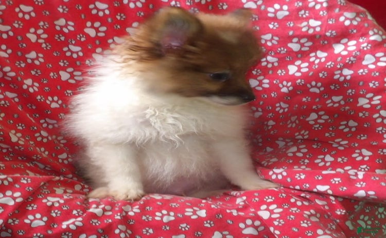 Pomeranian dogs for sale - Ad 5
