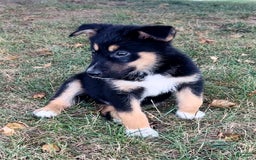 Alaskan Malamute dogs for sale: Eddie - Image 4