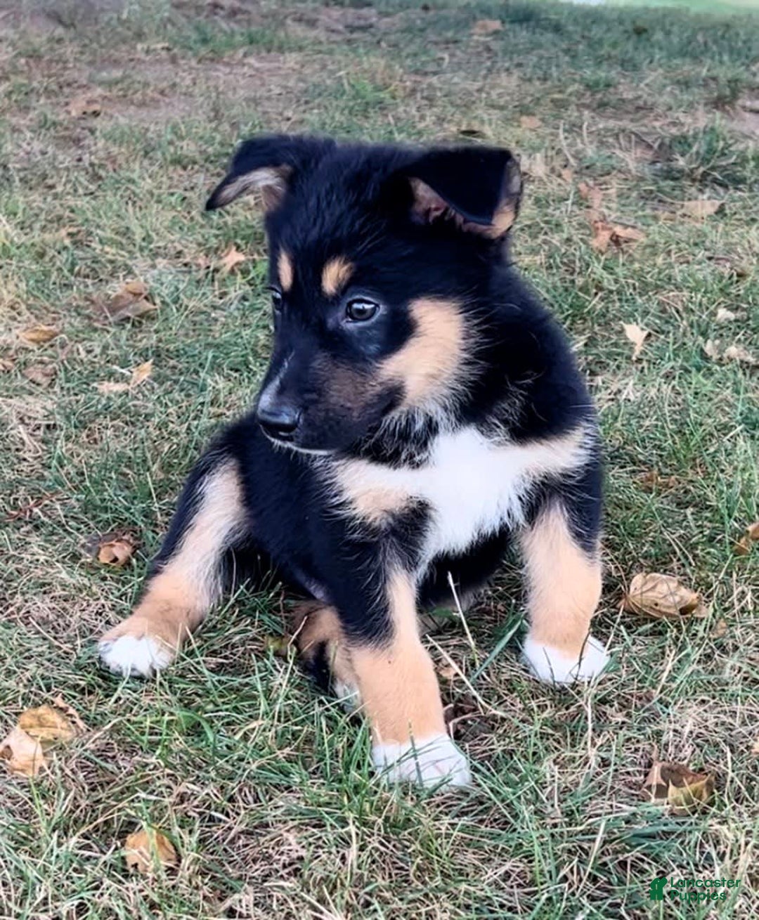 Alaskan Malamute dogs for sale: Eddie - Image 4