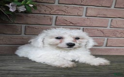 Bichon Frise dogs for sale: Addie - Image 4