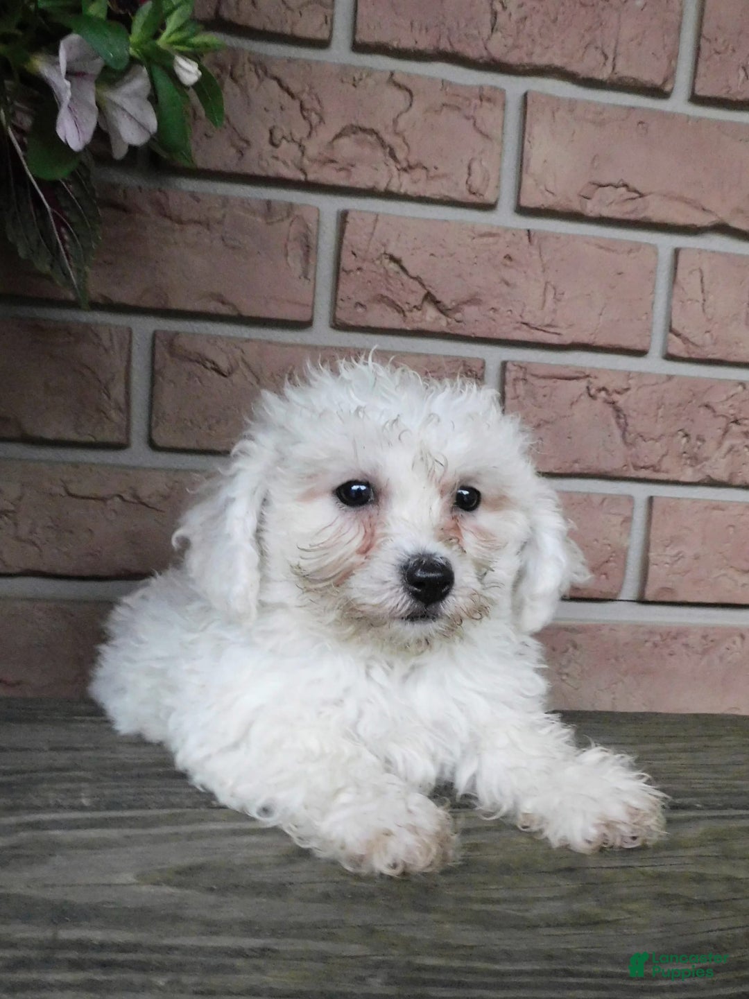 Bichon Frise dogs for sale: Addie - Image 4