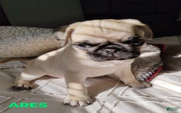 Pug dogs for sale: Ares - Image 5