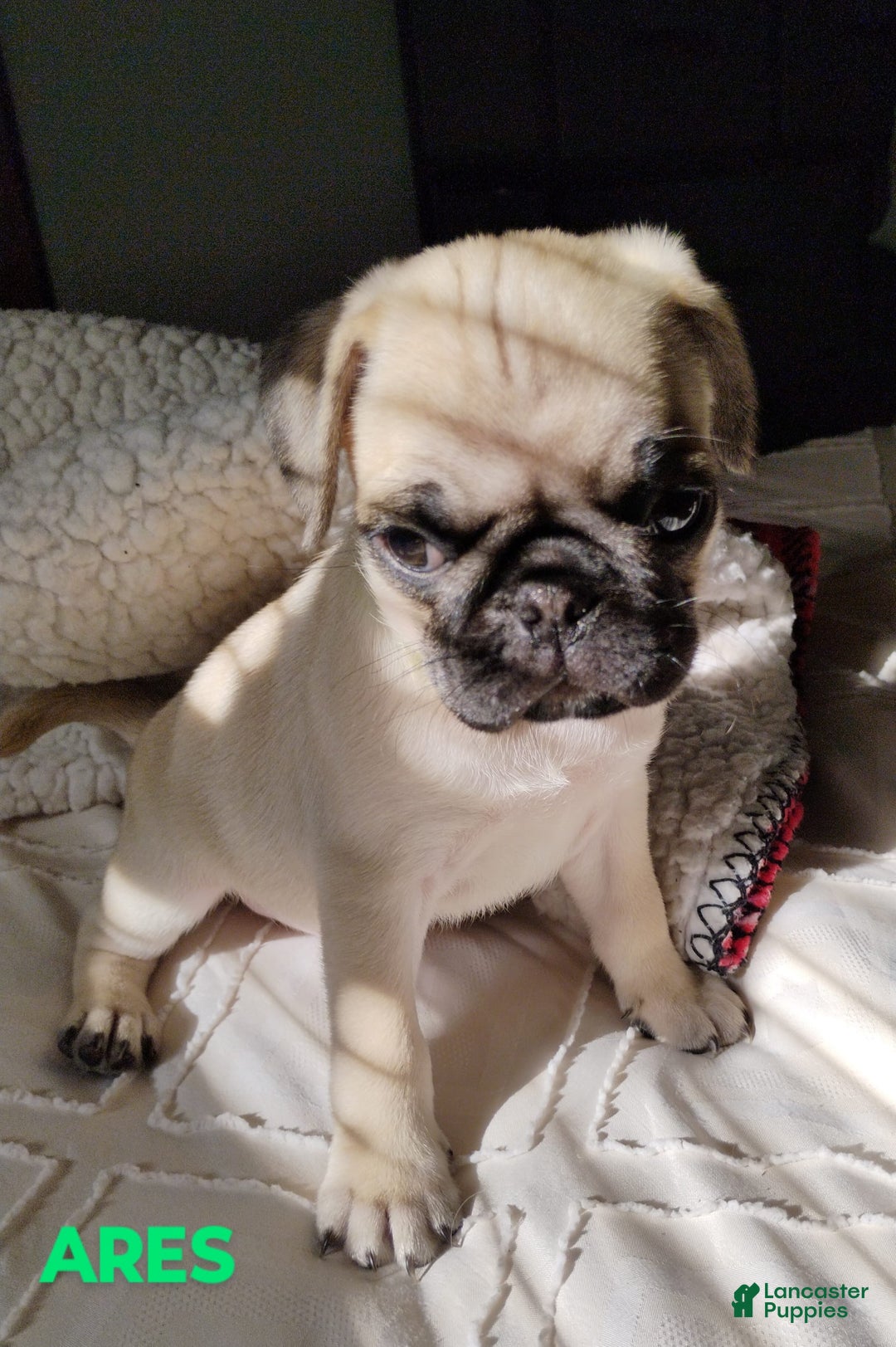 Pug dogs for sale: Ares - Image 5