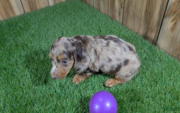 Miniature Dachshund dogs for sale: Petunia - Image 4