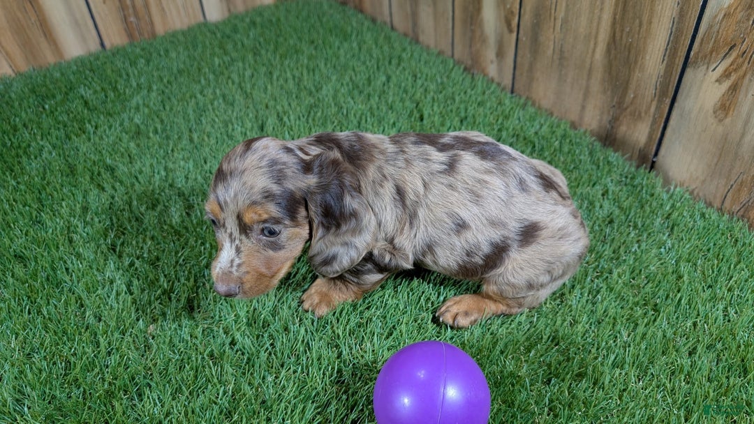 Miniature Dachshund dogs for sale: Petunia - Image 4