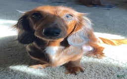 Miniature Dachshund dogs for sale: Chocolate - Image 5