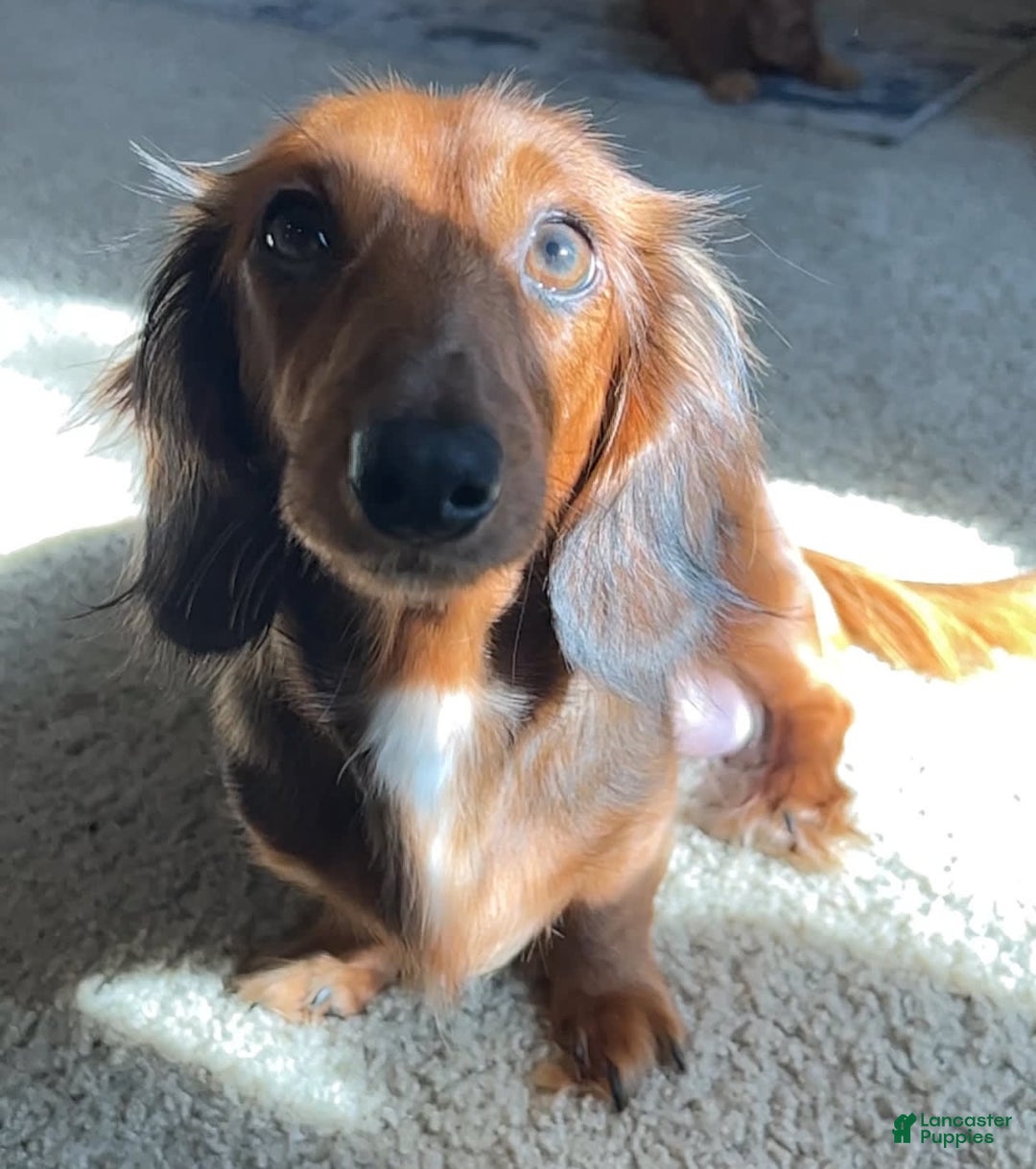 Miniature Dachshund dogs for sale: Chocolate - Image 5