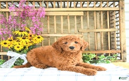 Mini Goldendoodle dogs for sale: Kash - Image 3