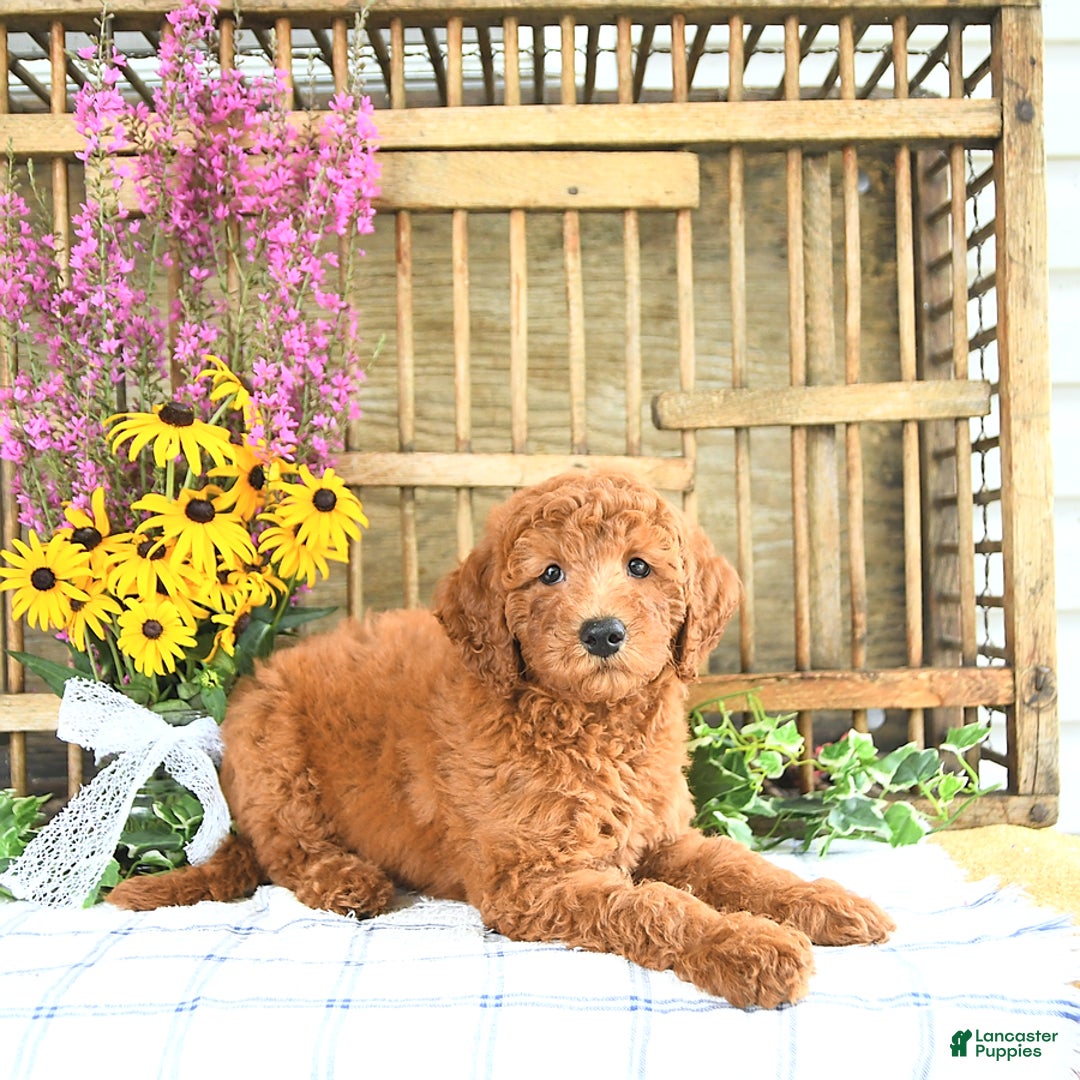 Mini Goldendoodle dogs for sale: Kash - Image 3