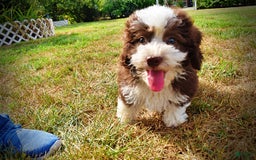 Havapoo dogs for sale: Harley - Image 2