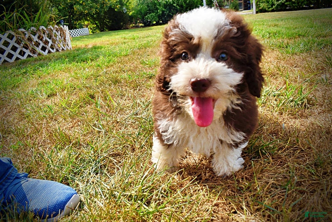 Havapoo dogs for sale: Harley - Image 2