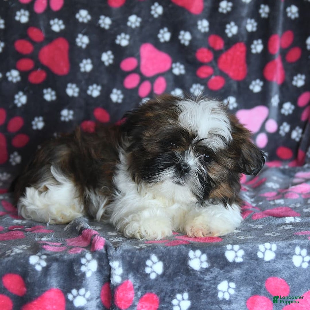 Shih Tzu dogs for sale: Everest - Image 20