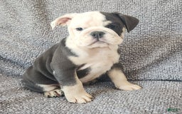 English Bulldog dogs for sale: Bailey - Image 1