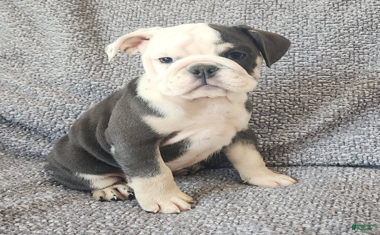 English Bulldog dogs for sale - Ad 3