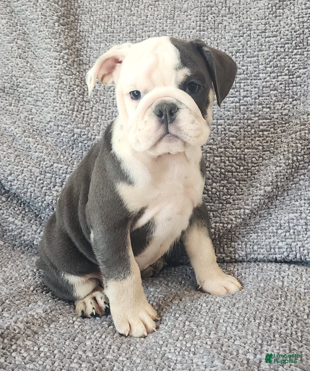 English Bulldog dogs for sale: Bailey - Image 1
