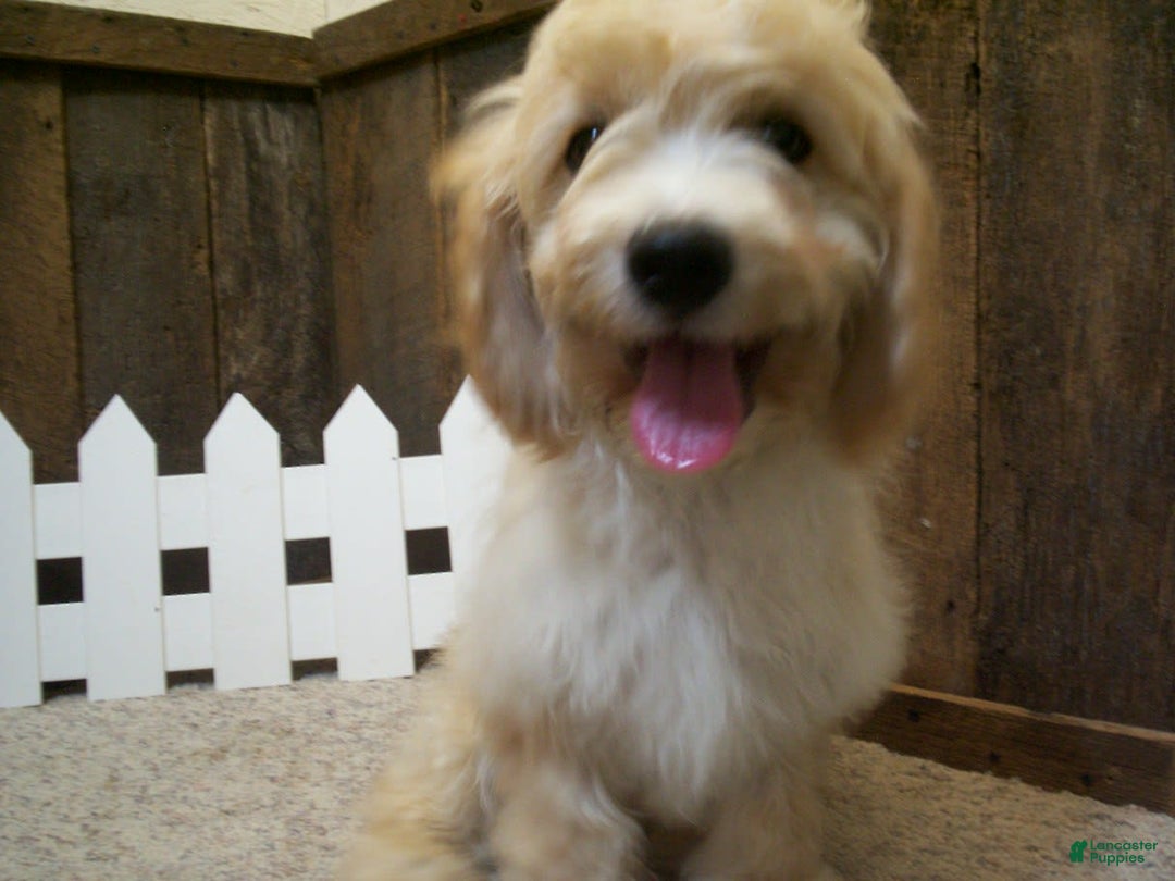 Cavachon dogs for sale: Dexter - Image 3