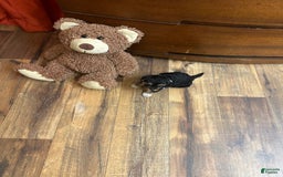 Yorkiepoo dogs for sale: Bandit - Image 1