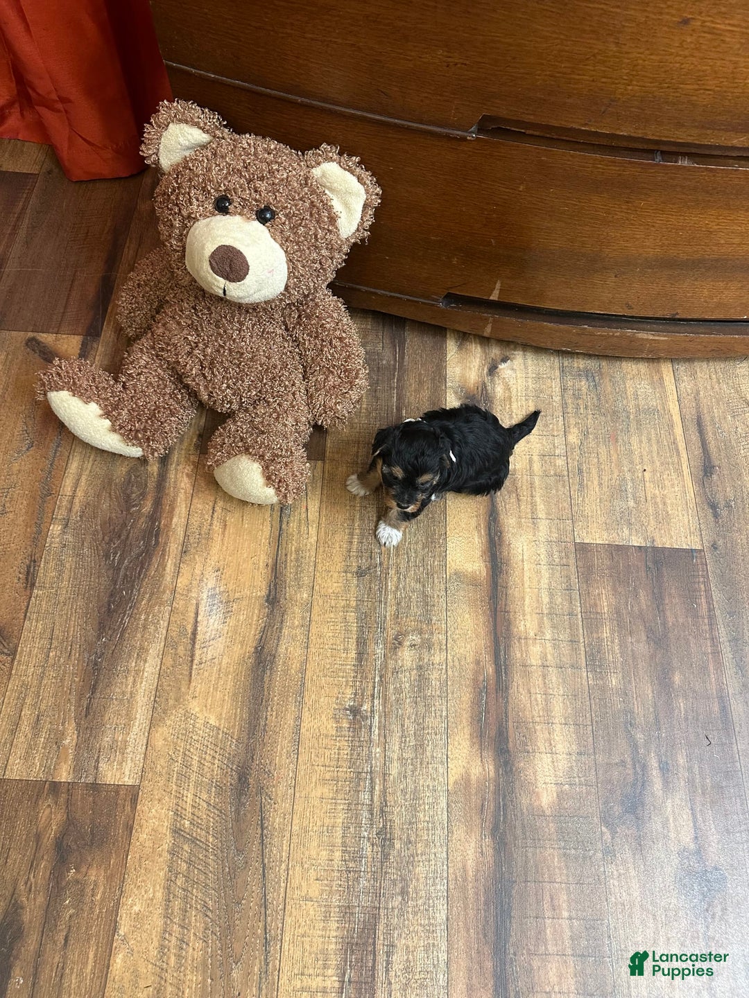 Yorkiepoo dogs for sale: Bandit - Image 1