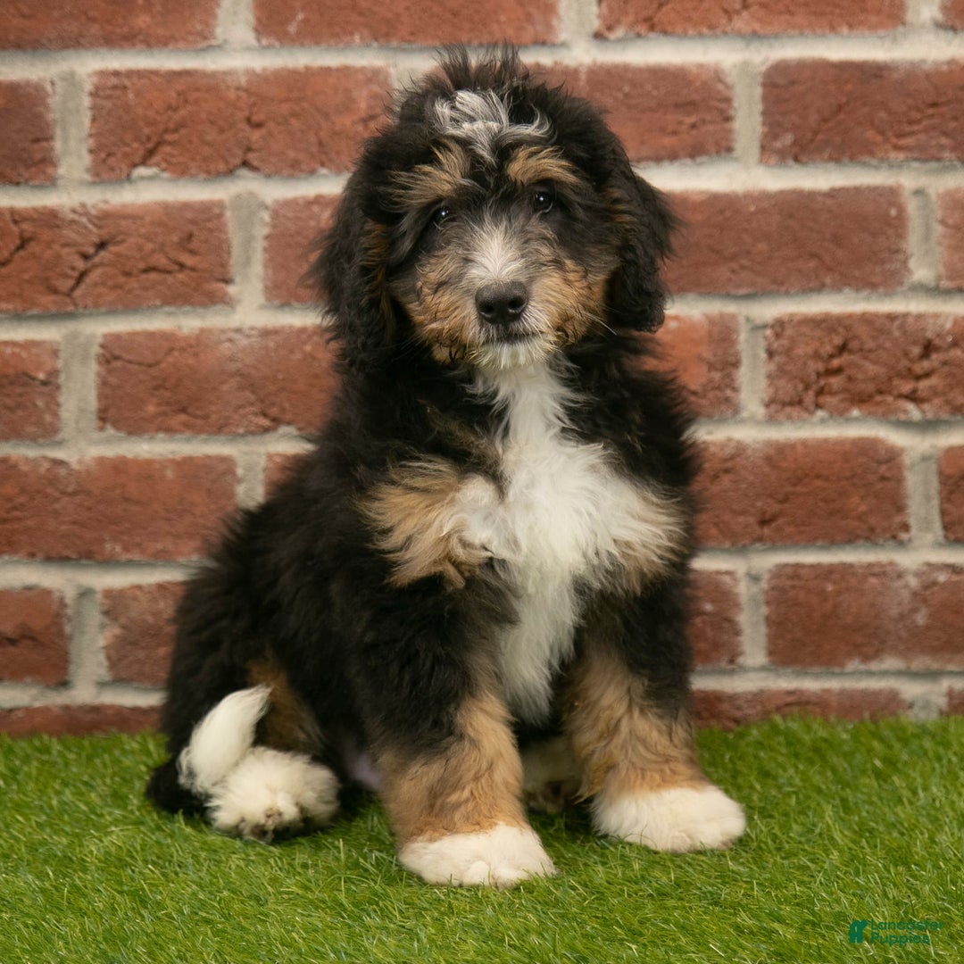 Mini Bernedoodle dogs for sale: Mason - Image 7
