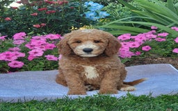 Goldendoodle dogs for sale: Rosie - Image 2