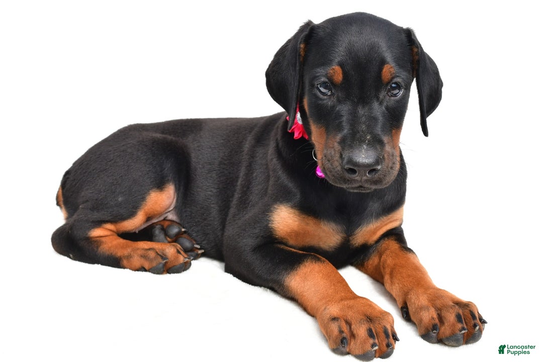 Doberman Pinscher dogs for sale: Misty - Image 3