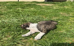 American Bully dogs for sale: Nala-brindle - Image 12