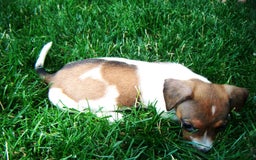 Jack Russell Terrier dogs for sale: Sparkles - Image 2