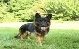 German Shepherd dogs for sale: Heidi - Image 5