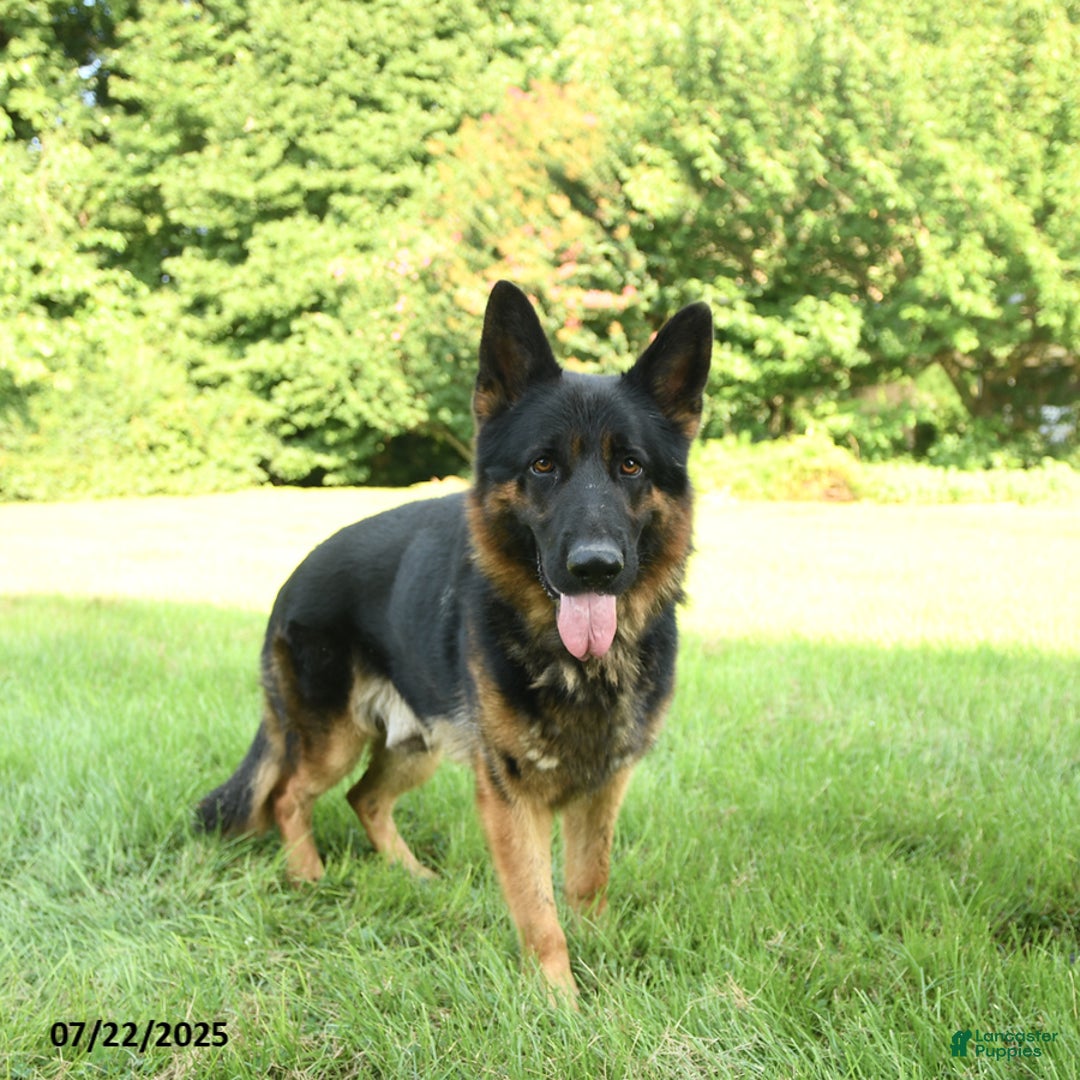 German Shepherd dogs for sale: Heidi - Image 5