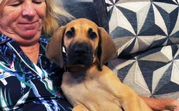 Great Dane dogs for sale: Linda - Image 8