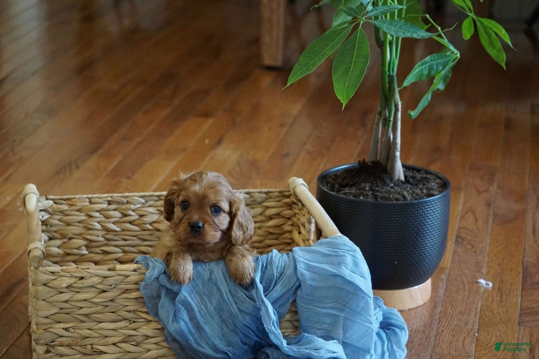 Cavalier King Charles Spaniel dogs for sale: Dallas - Image 3