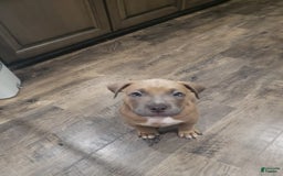American Bully dogs for sale: Big Hoss - Image 150