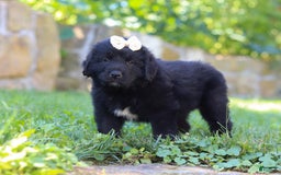 Newfoundland dogs for sale: Nala - Image 5