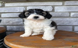 Teddy Bear dogs for sale: Evan - Image 4